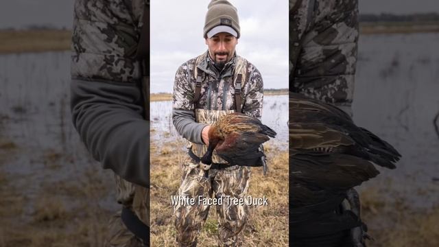 South America Waterfowl Slam - White-Faced Whistling Duck смотреть онлайн
