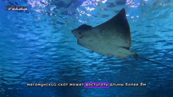 Интересные факты про скатов. #скаты