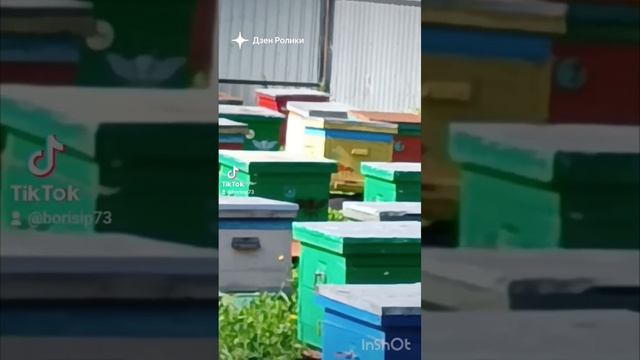 Я долго к этому шёл 🐝♥️🍯#shorst смотреть онлайн