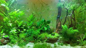 Аквариум своими руками Правильно сделать аквариум для петушков Фильтр и флейта