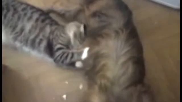 голодные животные смотреть онлайн
