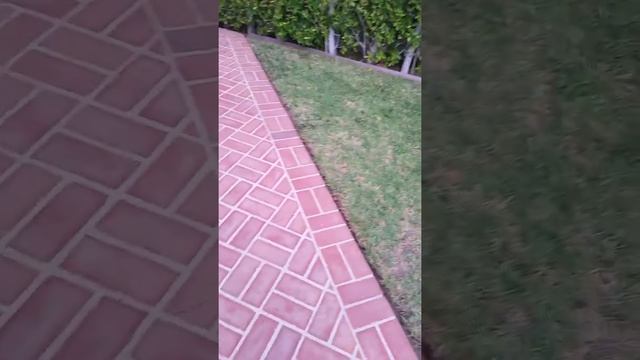 Tarantula hawk hunt смотреть онлайн