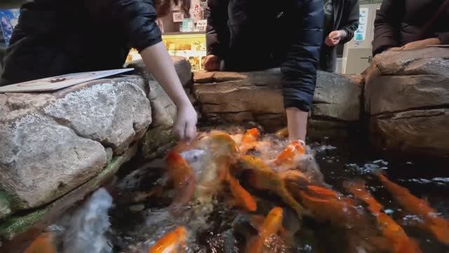 Калининградский зоопарк, серия 3 смотреть онлайн