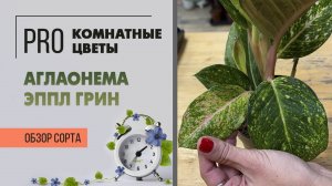 Аглаонема Эппл Грин. Обзор сорта. Неприхотливое, красивое комнатное растение для дома и офиса.