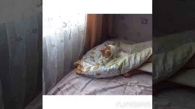 Мот кот (пусик) смотреть онлайн