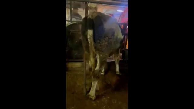 Племенные нетели от 10 11 2021 г смотреть онлайн