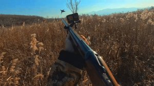 Охота на Фазана.\\ Ноябрь.