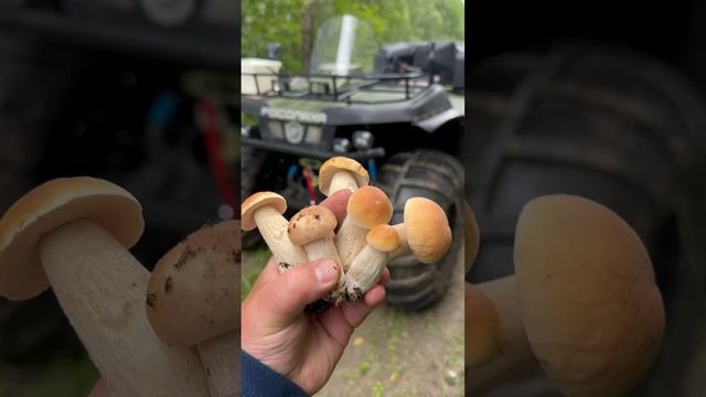 Белые грибы смотреть онлайн