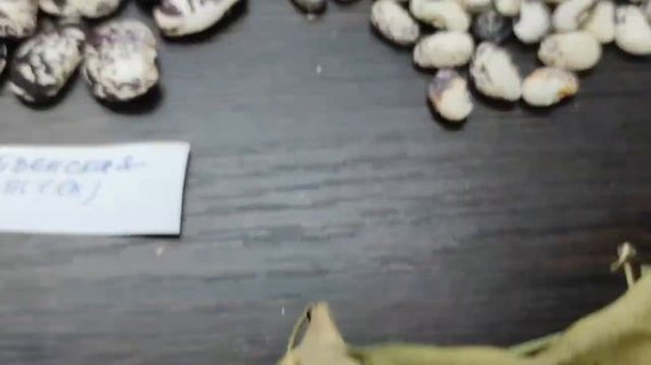 Обзор лимской фасоли