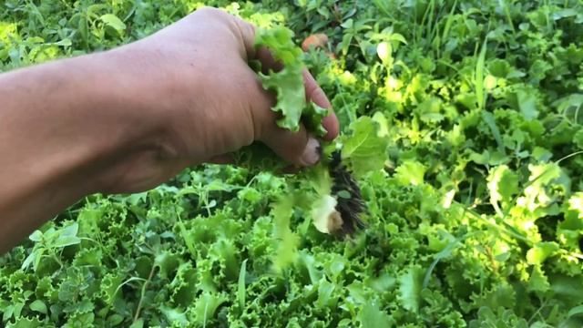 Yozni chillasida ochiq dalada qilingan salat kochatlari смотреть онлайн