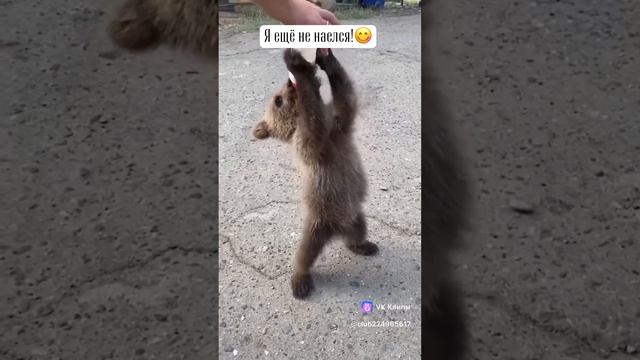 vkclips_20250103043217 смотреть онлайн