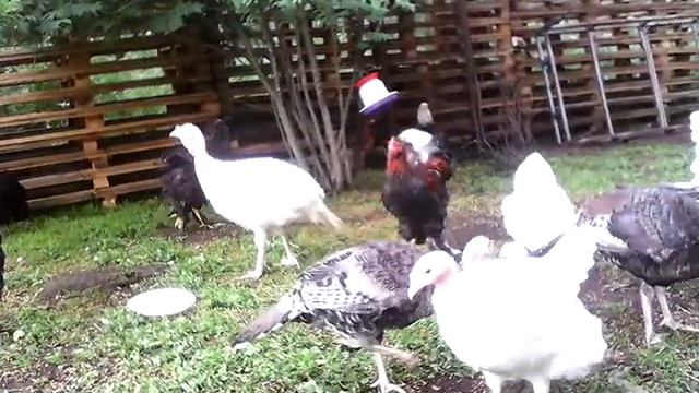 Птица на даче 2018г смотреть онлайн