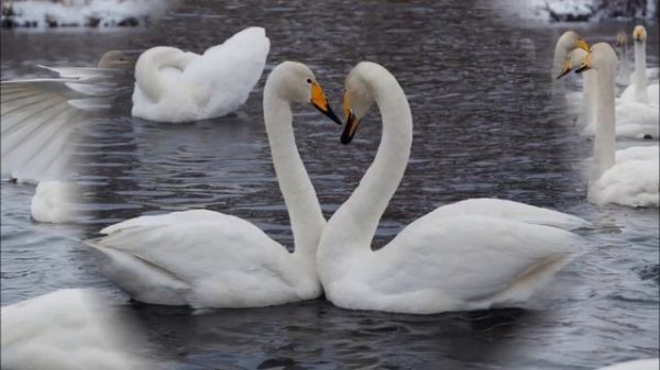 Самые преданные птицы на Земле.