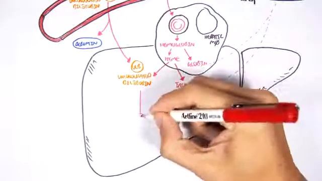 Bilirubin Metabolism смотреть онлайн