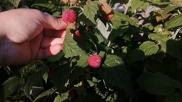 Бабушка соседка научила как обрезать ремонтантную малину смотреть онлайн