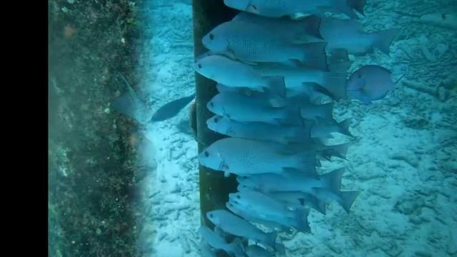 VIDEO Nº8 BONAIRE ANTILLAS HOLANDESAS FAUNA Y FLORA MAYO 2011-EDITOR AMK DE BS.AS.ARGENTINA смотреть онлайн