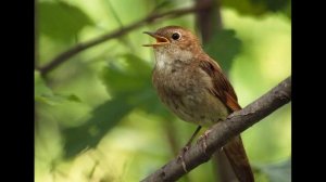 Песня восточного соловья на севере Подмосковья 2.