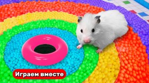 Разноцветный Лабиринт для ХОМЯКА 🐹 Видео для детей