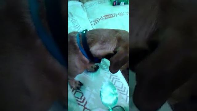 Как собаки любят кашу смотреть онлайн