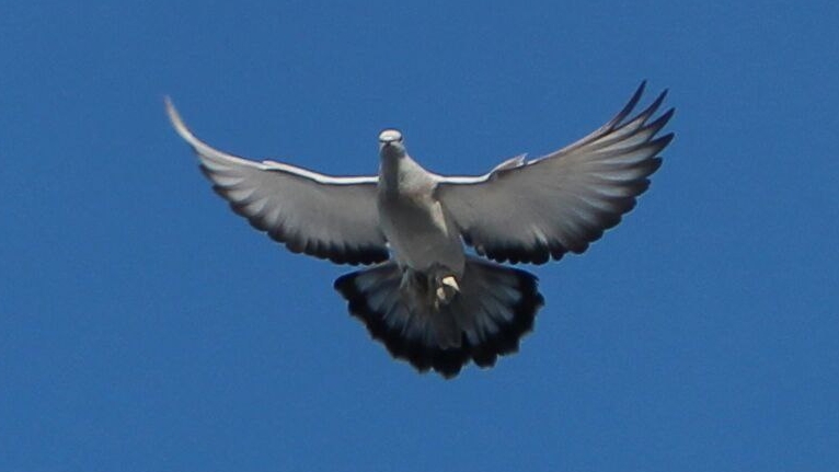 Бойные голуби Воронежа