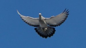 Бойные голуби Воронежа