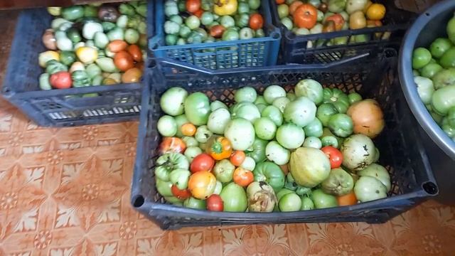 В гостях у дочи. Наводим порядок в теплице.