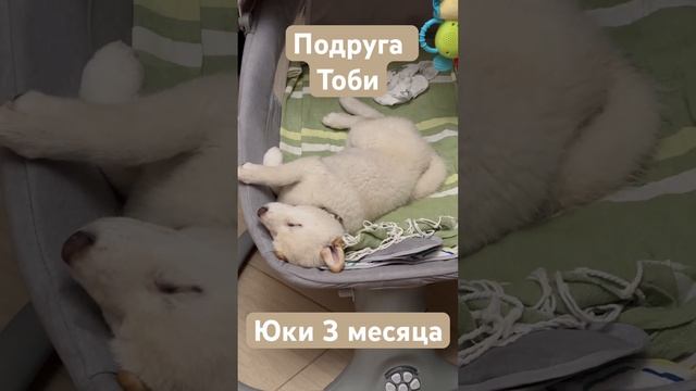 Белый медвежонок Юки, подруга Тоби❄️ смотреть онлайн