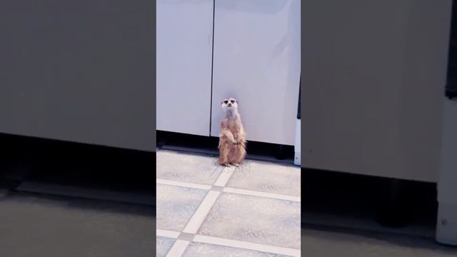 СУСЛЕГ смотреть онлайн