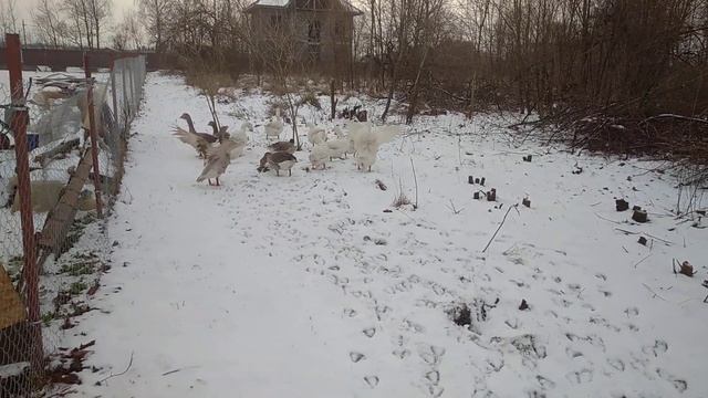 Зима пришла! все по норам! смотреть онлайн