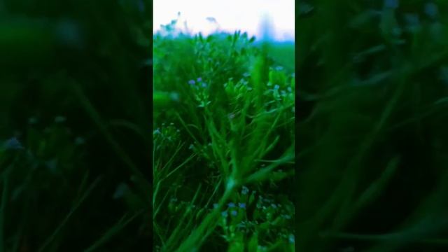 JEERA #agriculture #farmer #noamanreaction #nature смотреть онлайн