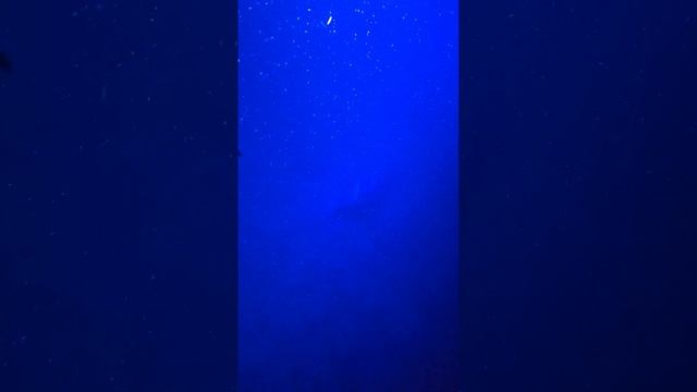 swimming with Manta Rays (5) смотреть онлайн