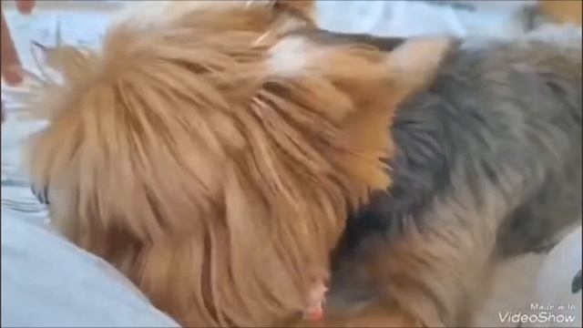 Лаки ❤️ смотреть онлайн