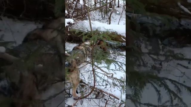 Hunting and fishing. Marten vs husky dog! Охота и рыбалка. Куница против собаки лайки! смотреть онлайн