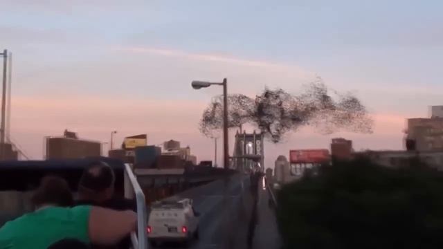 Птицы в небе над Нью Йорком сложили портрет Путина смотреть онлайн