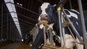 Эконива в Воронежской области