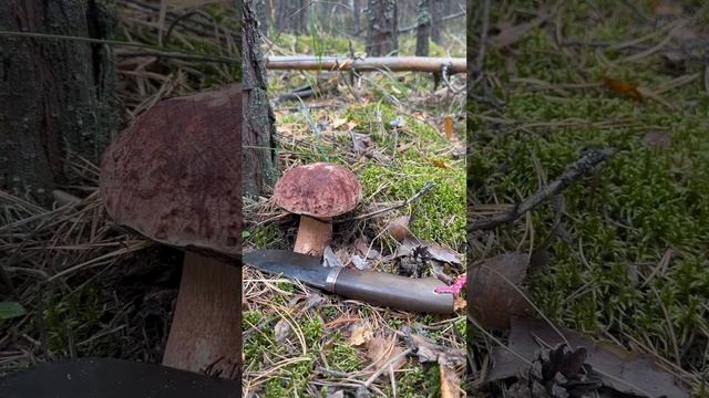 Белые грибы смотреть онлайн