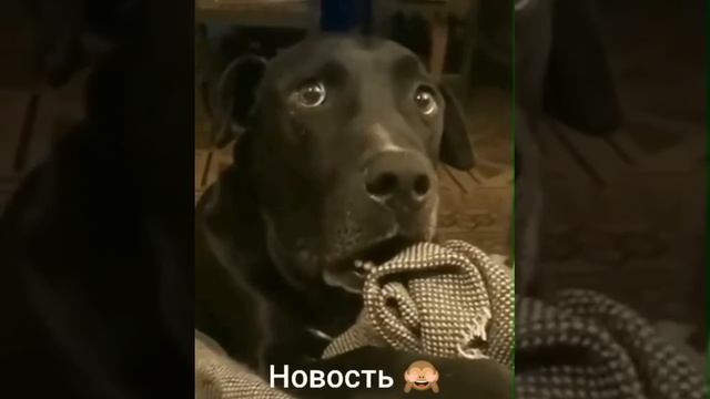 пёс попал на алименты