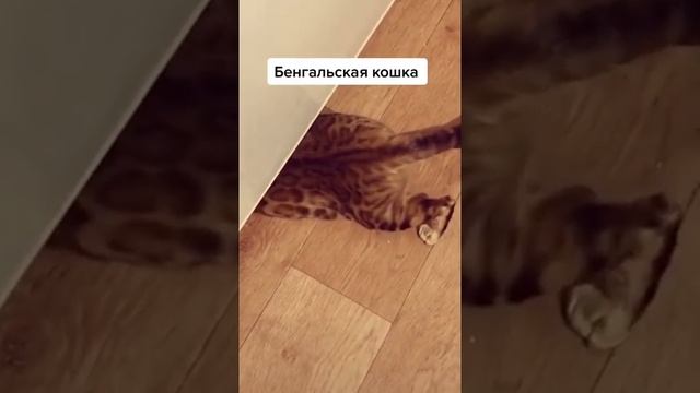 Бенгальская кошка приколистка смотреть онлайн