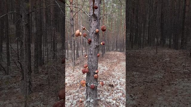 Белые грибы растут на деревьях смотреть онлайн