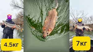 БОЛЬШАЯ ЩУКА АТАКУЕТ МЫШЬ! Поклевка огромной щуки на бактейл, муху, мышь. Рыбалка в январе