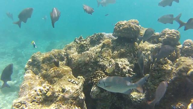 Снорклинг на Мальдивах 06 .MP4