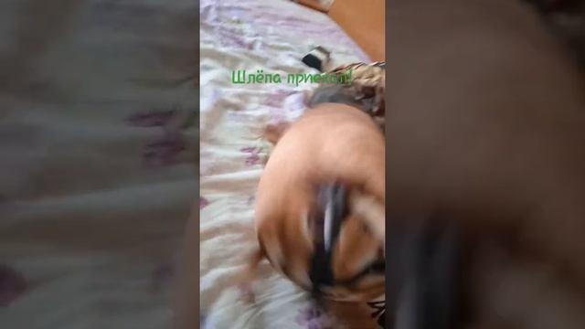 Шлёпа приехал! Помогите добить 100 подписчиков. #shorts смотреть онлайн