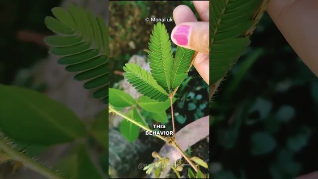 The Shy Plant смотреть онлайн