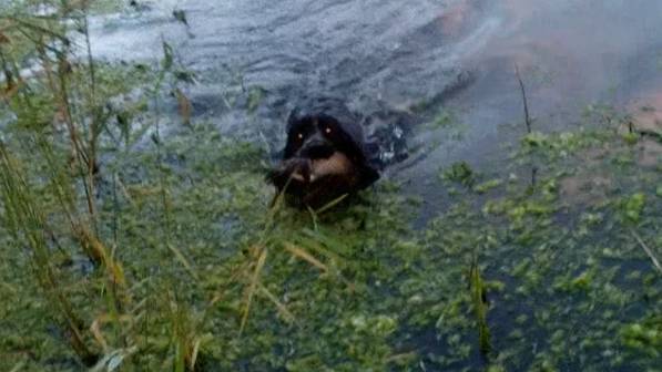 Русский охотничий спониель подаёт утку с воды смотреть онлайн