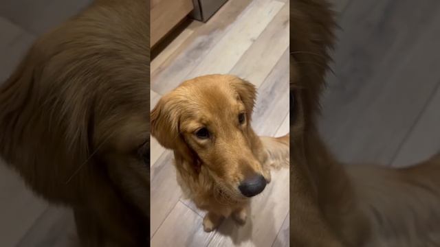 Cali Catching Cheerios #dog #goldenretriever #cute #shorts #eating #cali #cheerios #puppy смотреть онлайн