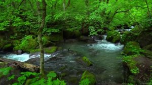 Звуки природы.Спокойствие лета.Звуки ручья.