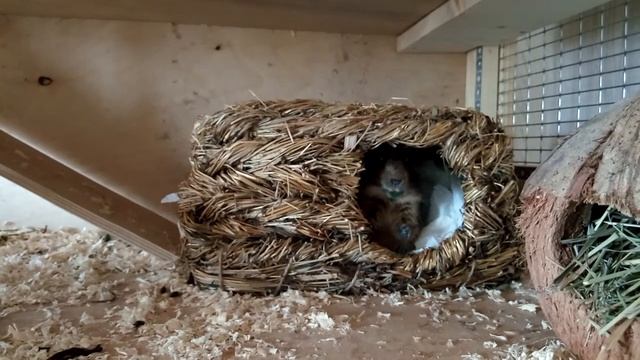 Жель вкусно кушает петрушку :3 смотреть онлайн