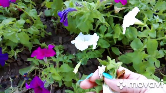 🏃♂️С шутками, прибаутками, почти докрасил забор🙋♂️Щипаю петунию🌺🌺🌺 смотреть онлайн