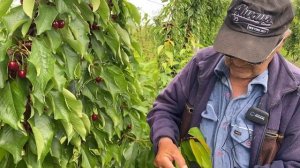 Обзор черешни сорта Грейс Стар. Посаженый на подвое ВСЛ-2 по методу UFO.