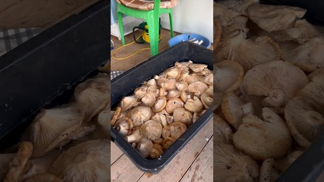 Грузди смотреть онлайн